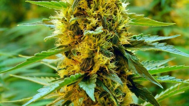 Baked Bliss: Exploring the World of Weed Edibles