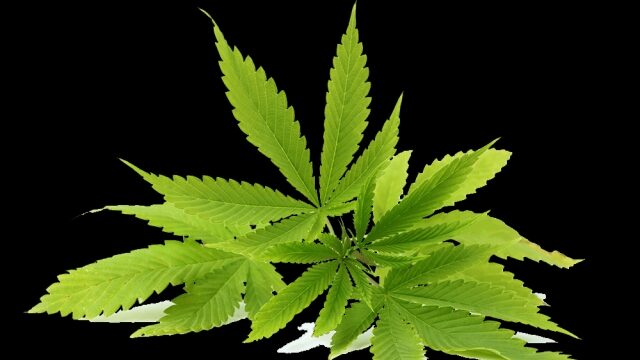 The High Life: Exploring the World of Marijuana