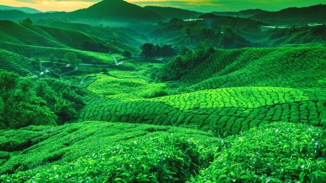 The Art of Cultivating Prosperity: Exploring Plantation-Based Property Management