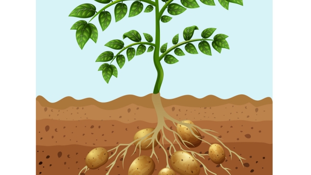 The Spud-tacular Guide to Successful Potato Planting