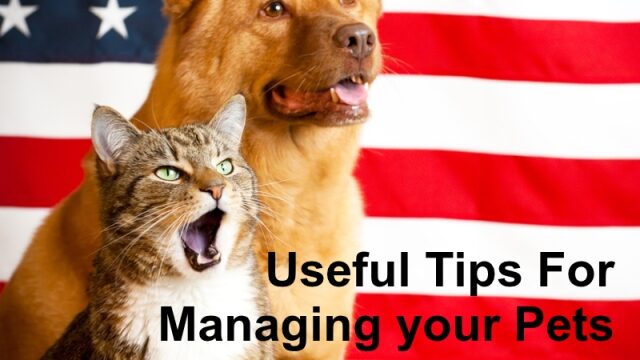 Unforgettable Moments: Honoring Our Beloved Pets in Memoriam