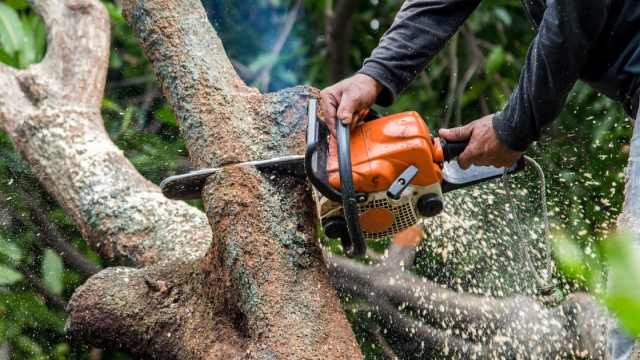 Felling the Giants: The Art of Tree Removal
