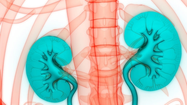 The ABCs of Urology: Understanding the Basics and Beyond