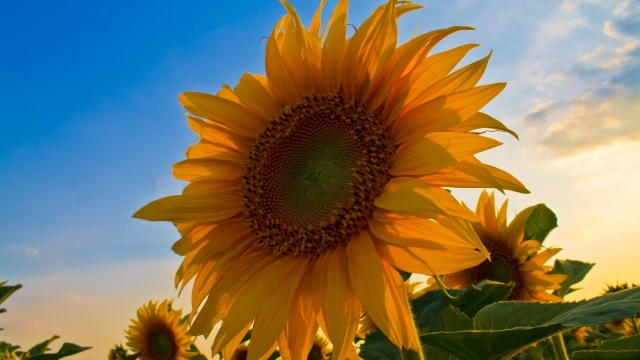 Cabbage Worms vs. Harvest Sunflowers: Unveiling Nature’s Battle