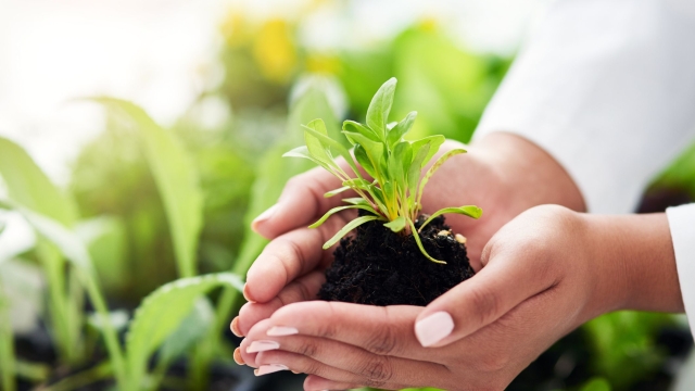 The Secrets to Cultivating Thriving Gardens with Organic Soil