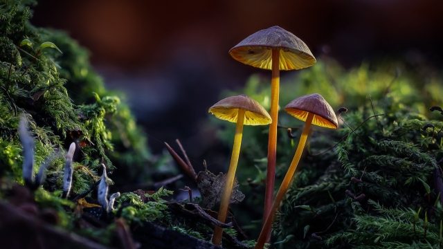 Blooming Fungi: Unveiling the Secrets of Mushroom Cultivation