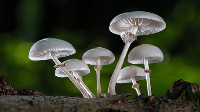 The Fungus Among Us: Unveiling the Secrets of Mushroom Cultivation