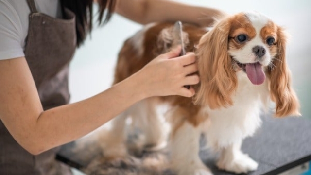 Pawsitively Posh: Elevate Your Pet’s Grooming Experience at the Trendiest Saloon!