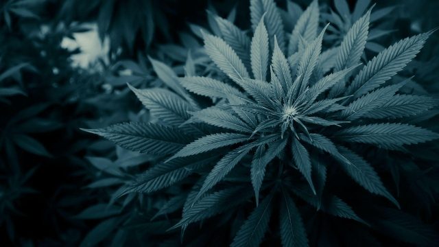 Cannabis as a Tool for Recovery: Medical Marijuana in Rehabilitation