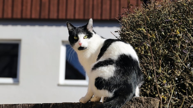 Understanding the Benefits of Pet Door Replacement