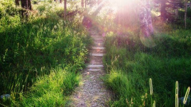 Current DMT Usage Trends