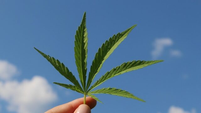 Understanding THCA and Its Benefits interest cannabis