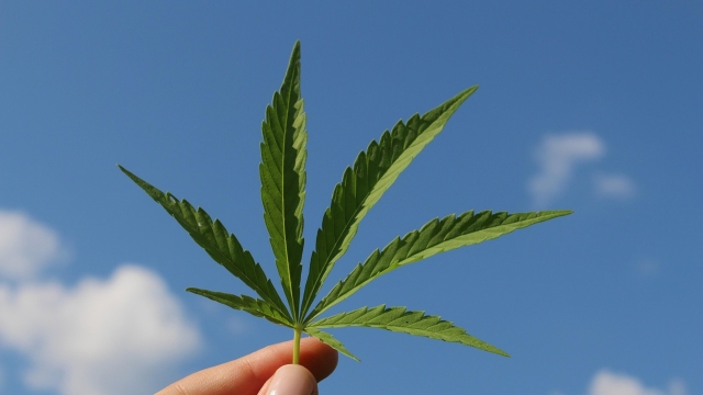 Understanding THCA and Its Benefits interest cannabis