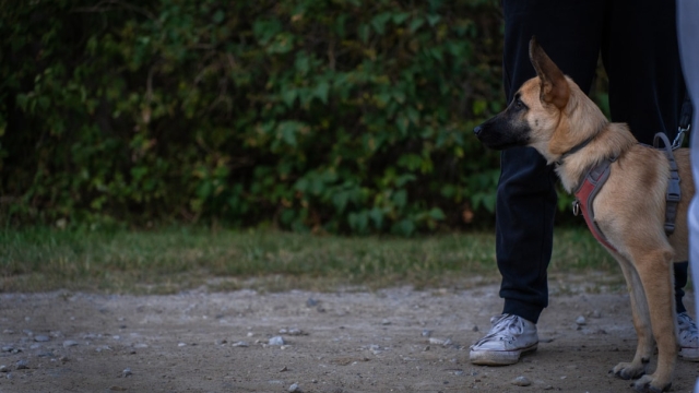 What Makes Dog Training Elite Key Features and Benefits